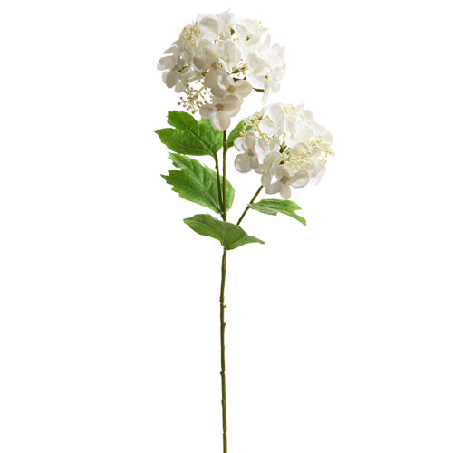 Fresh Cut Hydrangea Stem