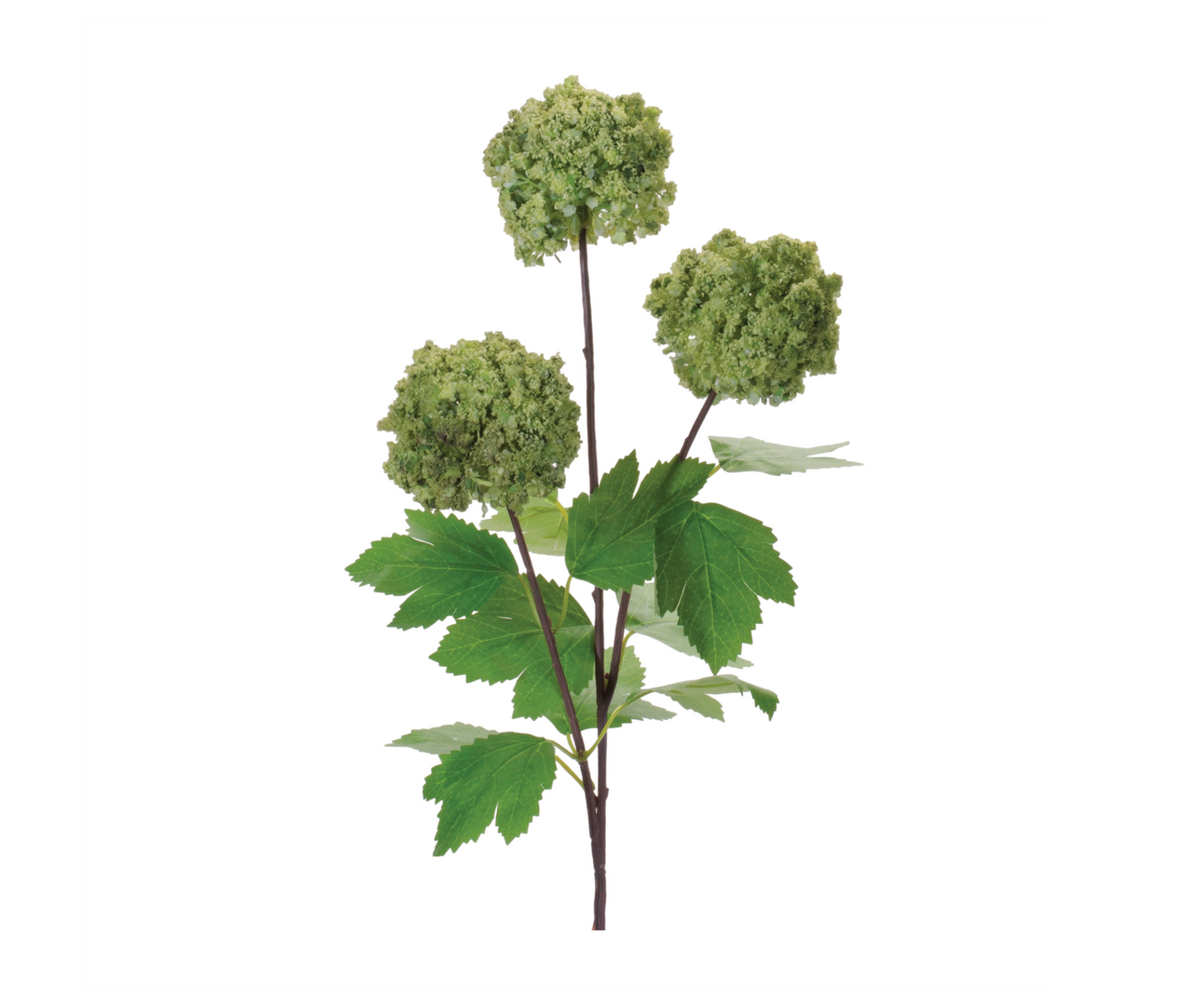 Snowball Branch in Green