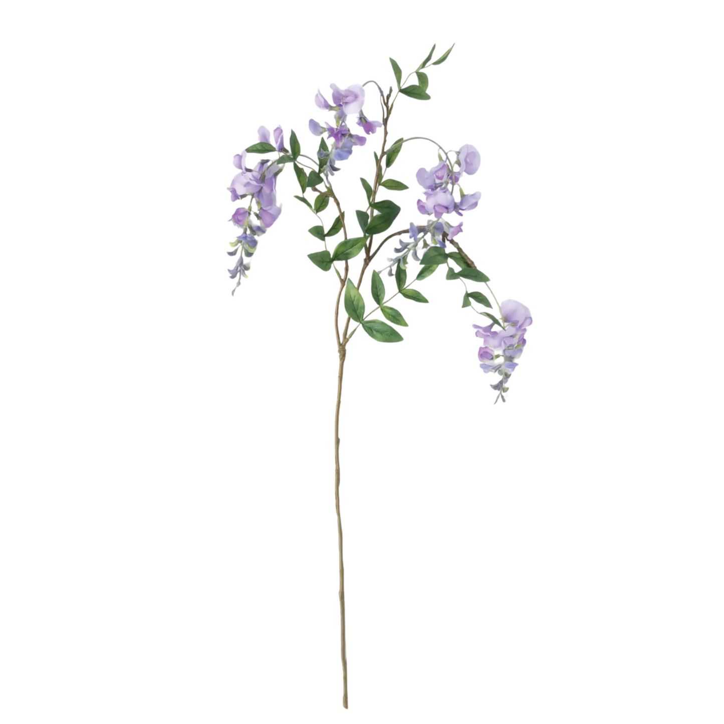 Wisteria Stem