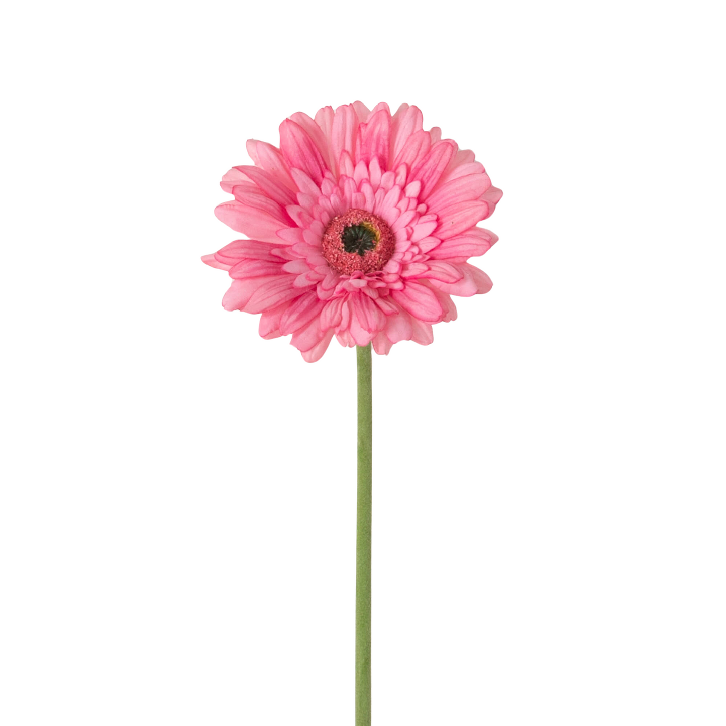 Gerbera Daisy in Pink