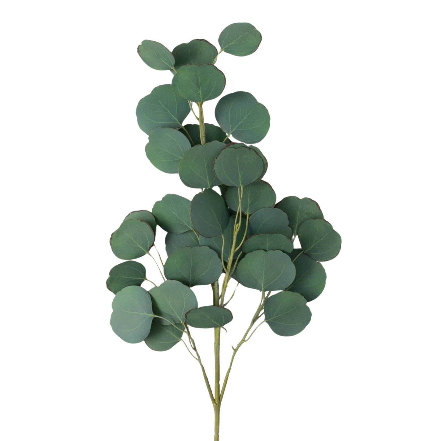 Silver Dollar Eucalyptus